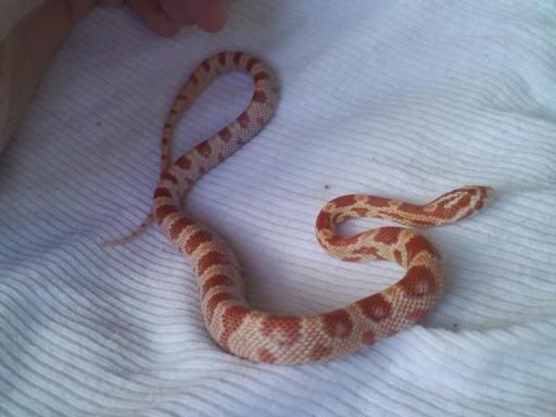 snake4.jpg