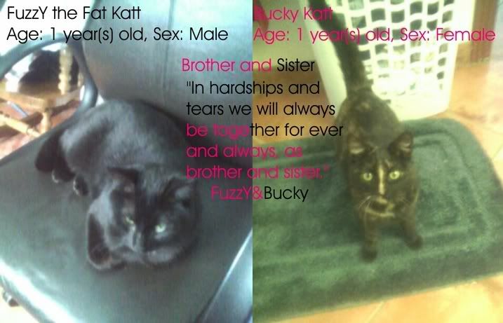 MY KITTYS BuckY and FuzzY.
