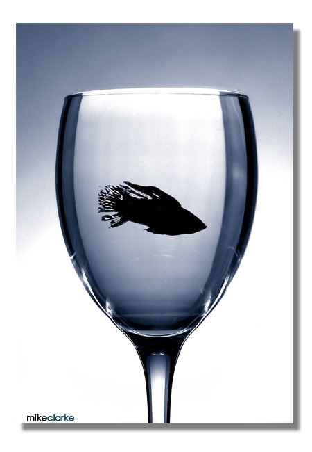 IMAGE: http://i2.photobucket.com/albums/y7/mikeclarke/fishy.jpg