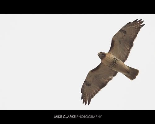 IMAGE: http://i2.photobucket.com/albums/y7/mikeclarke/hawk2.jpg