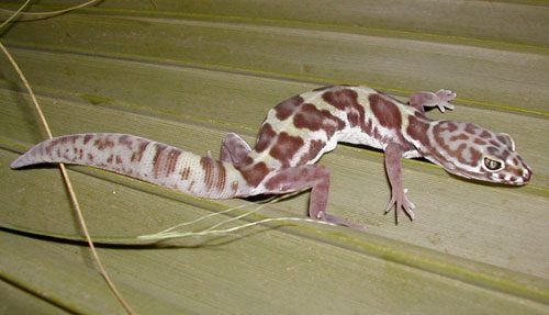 Coleonyx_variegatus_sonorie.jpg