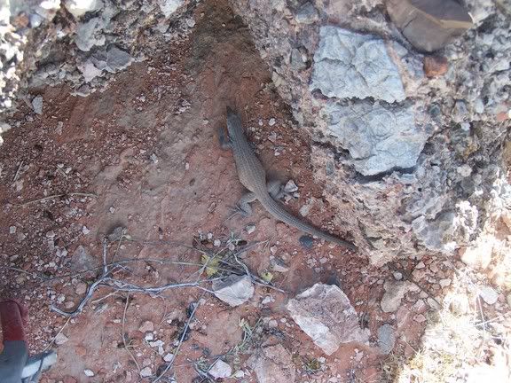 Whiptail.jpg