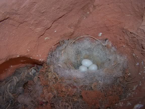 birdsnestinsandstonecave4feetofground.jpg