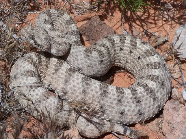 rattler2.jpg