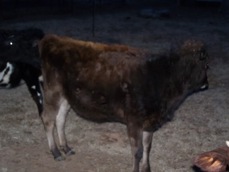 Heifers for sale - Cattle