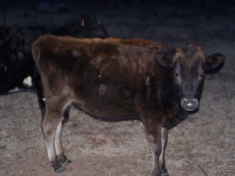Heifers for sale - Cattle
