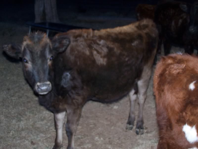 Heifers for sale - Cattle