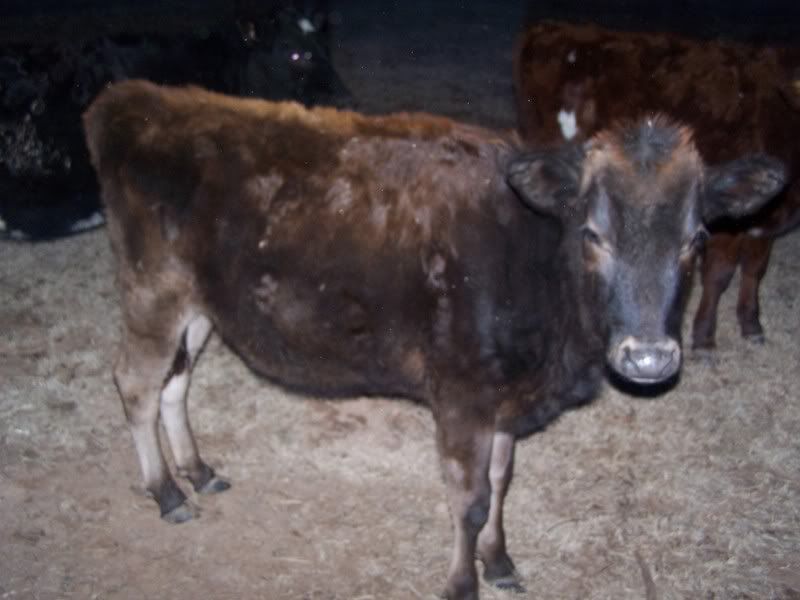 Heifers for sale - Cattle