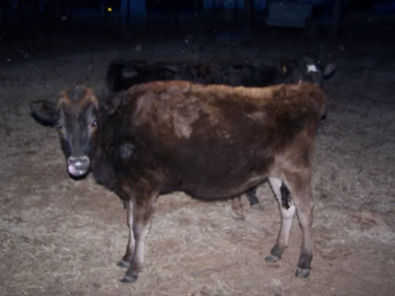 Heifers for sale - Cattle