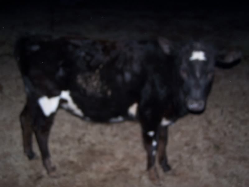 Heifers for sale - Cattle