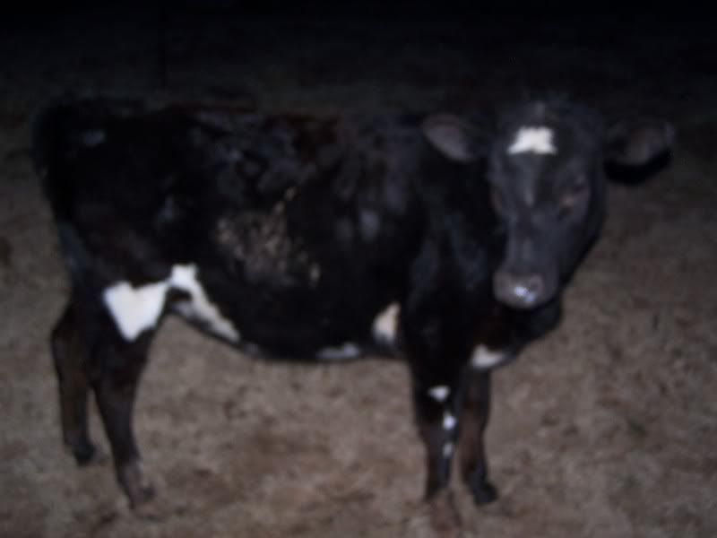 Heifers for sale - Cattle