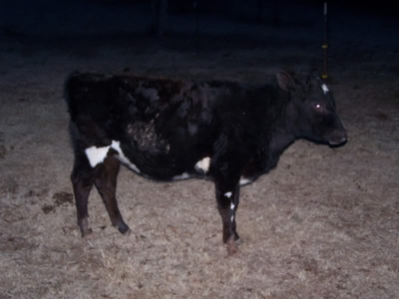 Heifers for sale - Cattle