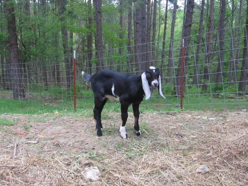 How they do grow..... - Goats