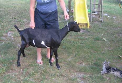 Another critique? ;) - Goats