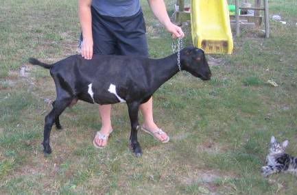 Another critique? ;) - Goats