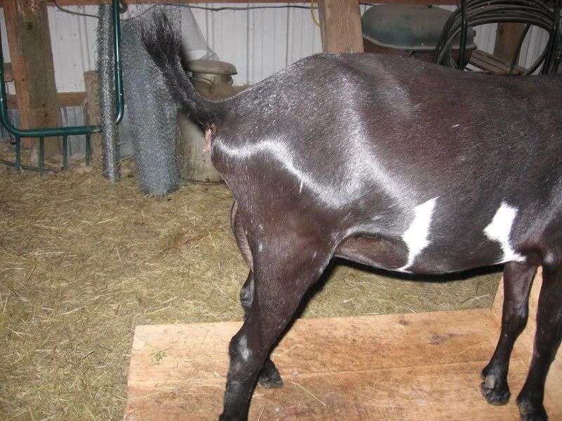 Another critique? ;) - Goats