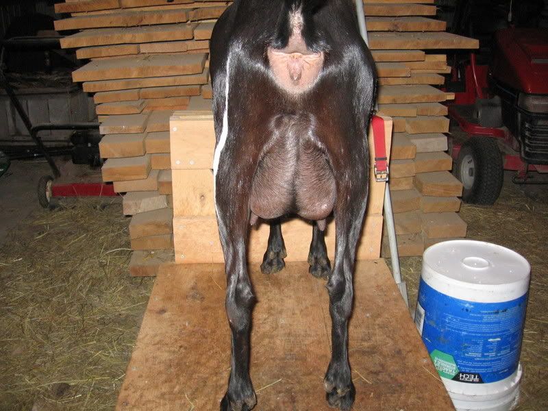 Another critique? ;) - Goats