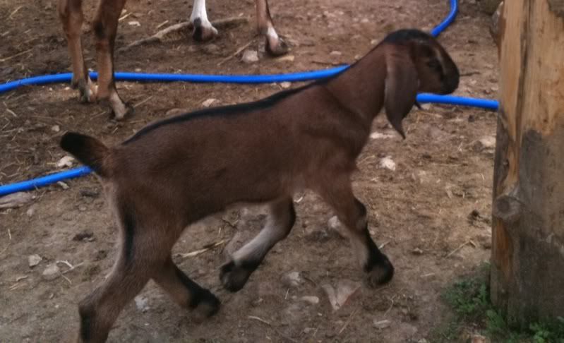 For Sale and Wanted - Goats