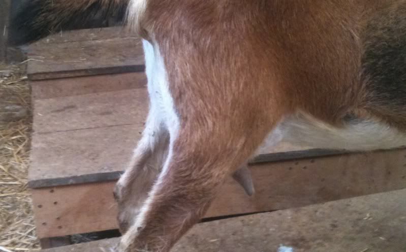 For Sale and Wanted - Goats