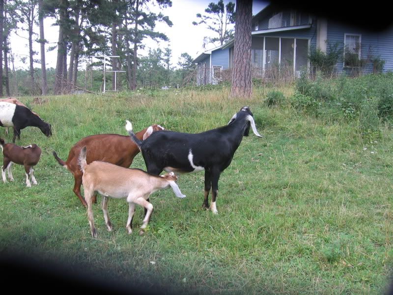 Post your "romeo" thread!!! - Goats