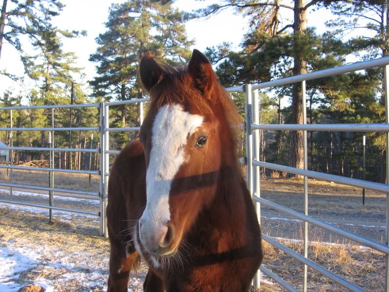 Y'all won't believe what I got! - Equine