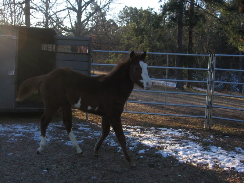 Y'all won't believe what I got! - Equine