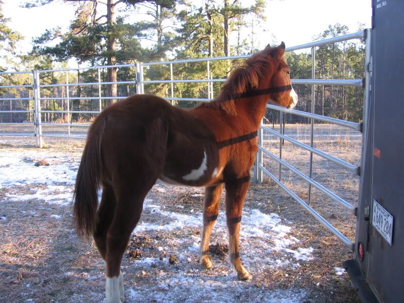 Y'all won't believe what I got! - Equine