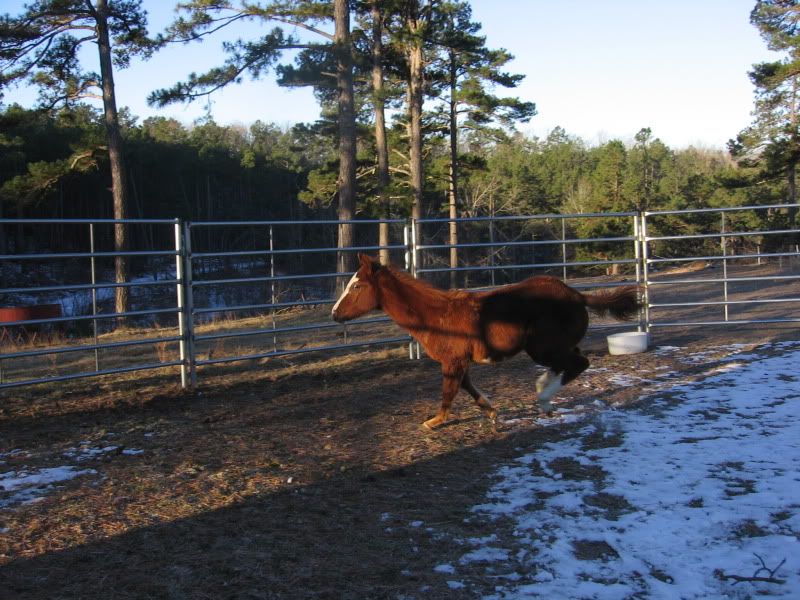 Y'all won't believe what I got! - Equine