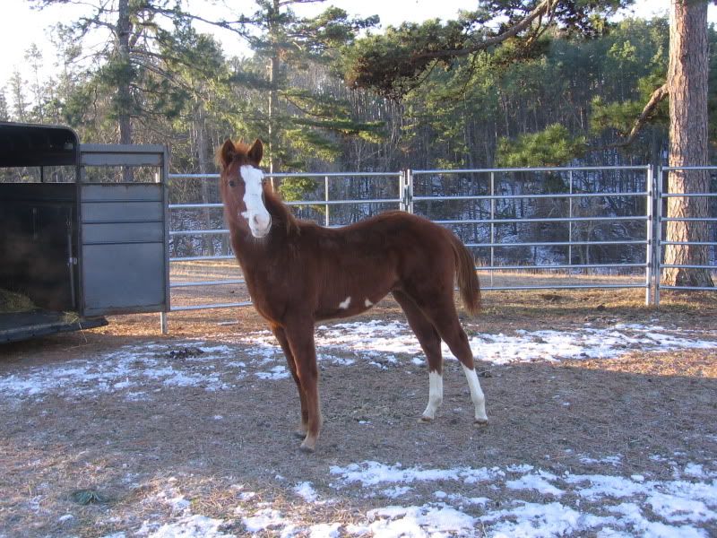 Y'all won't believe what I got! - Equine