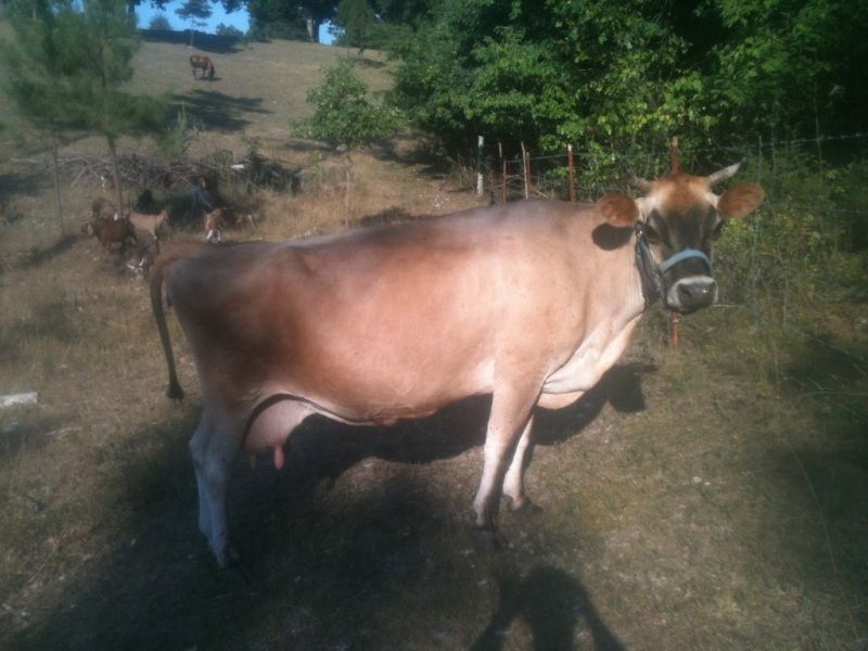 How much is she worth? - Cattle