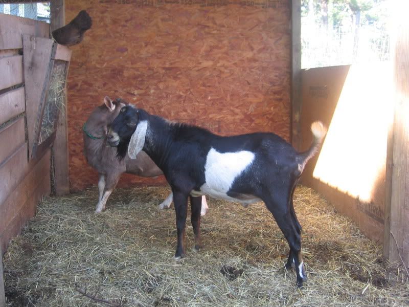 How they do grow..... - Goats