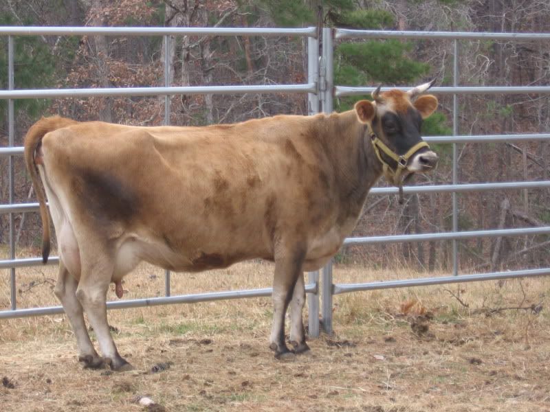 Our new cow- pic - Cattle