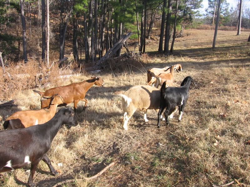 Some pics from our walk today - Goats