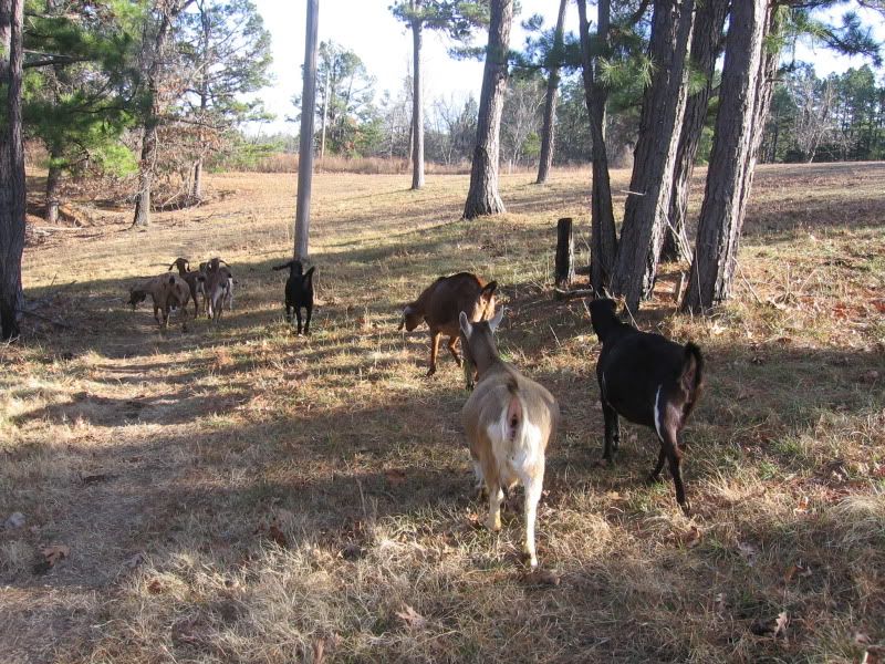 Some pics from our walk today - Goats