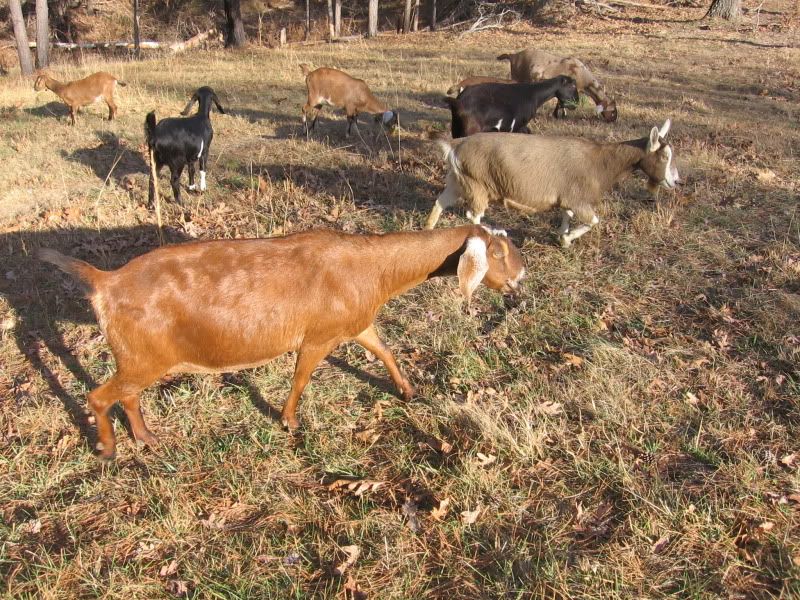 Some pics from our walk today - Goats