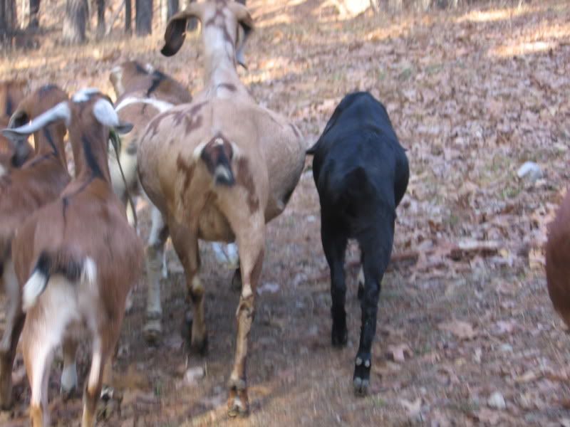 Some pics from our walk today - Goats