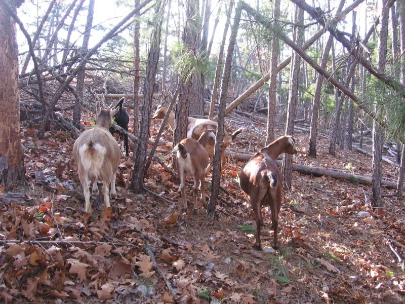 Some pics from our walk today - Goats