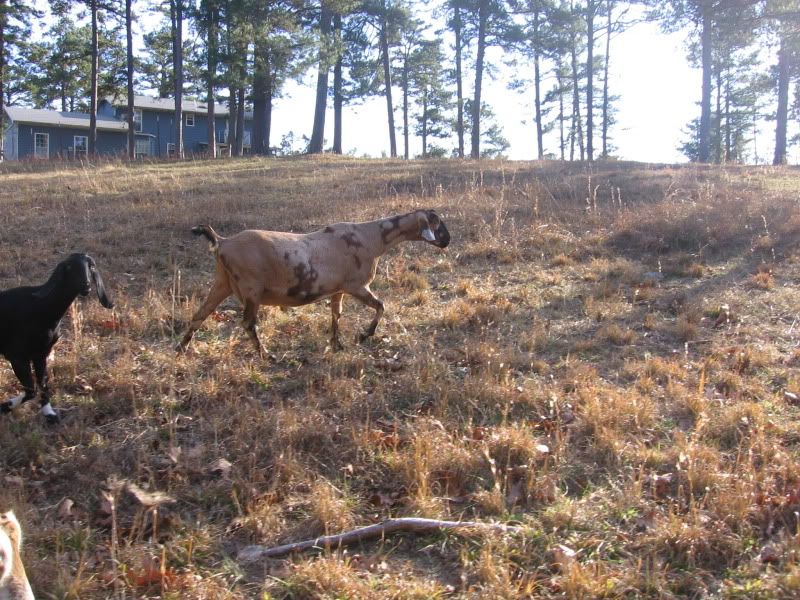 Some pics from our walk today - Goats