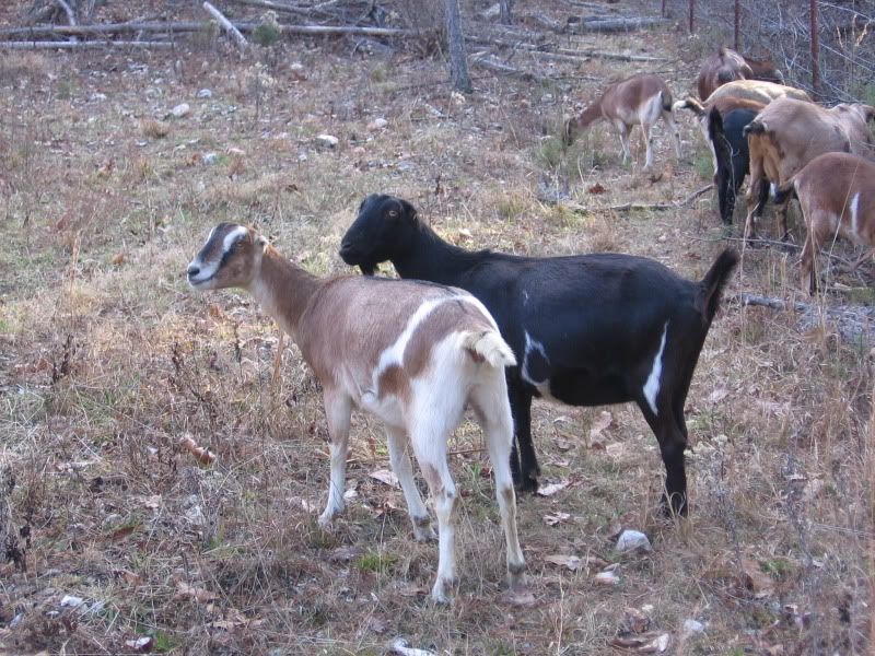 Some pics from our walk today - Goats