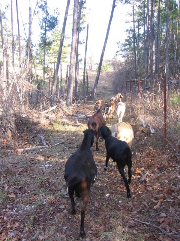 Some pics from our walk today - Goats