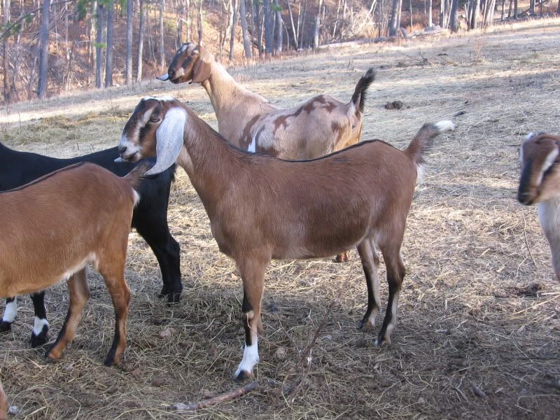 Some pics from our walk today - Goats