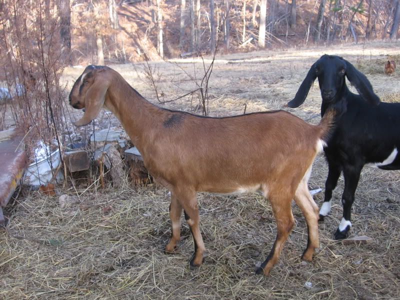 Some pics from our walk today - Goats