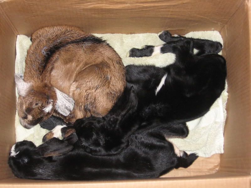 First kidding of the season, triplet does! - Goats