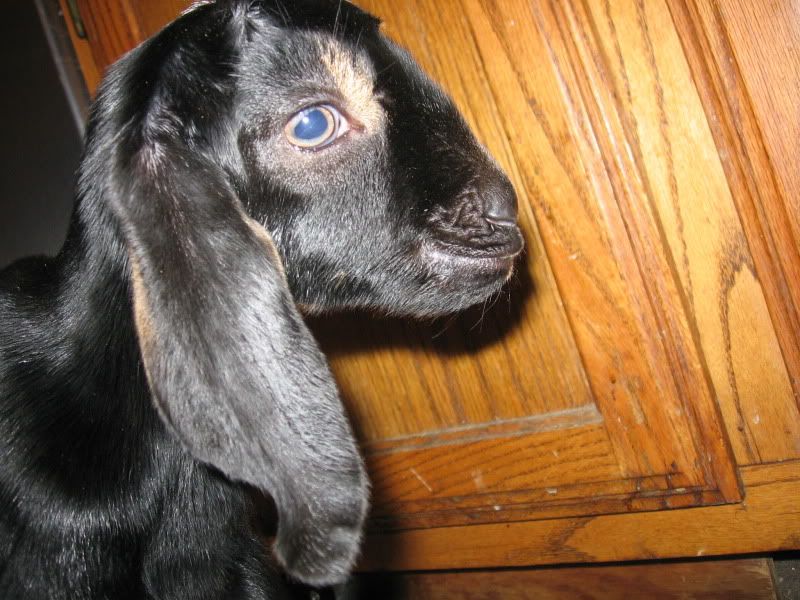 For Sale and Wanted - Goats