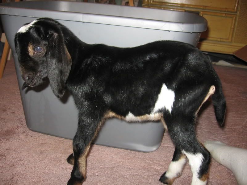 First kidding of the season, triplet does! - Goats