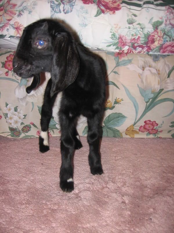 First kidding of the season, triplet does! - Goats