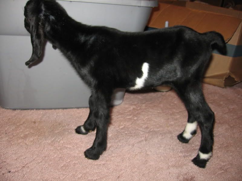 First kidding of the season, triplet does! - Goats