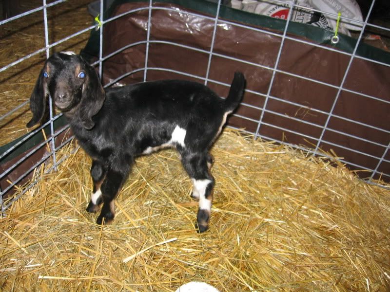 For Sale and Wanted - Goats