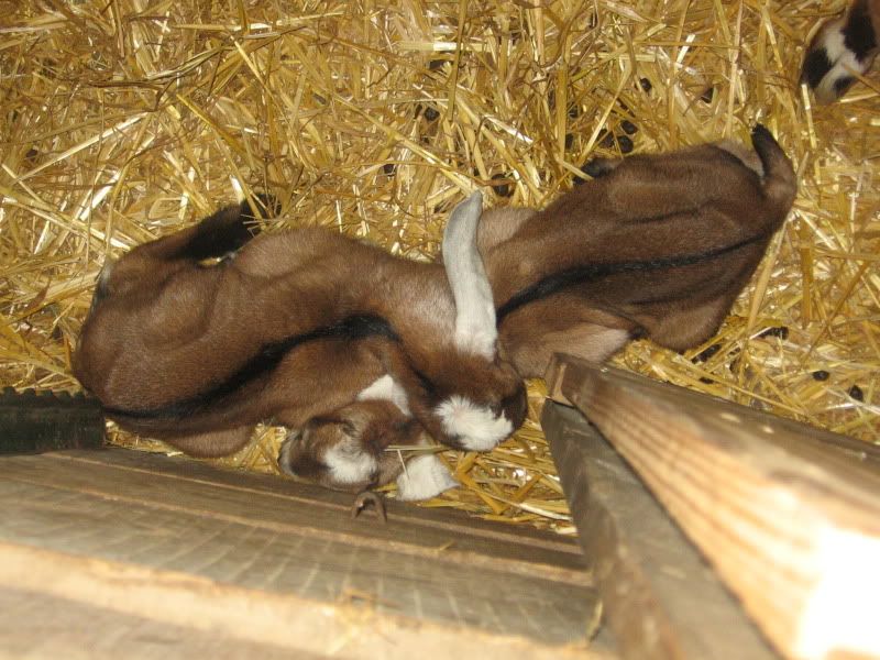 Mayflower's babies - Goats