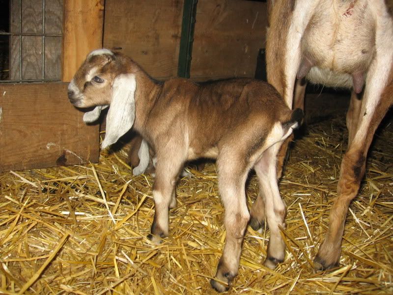Mayflower's babies - Goats